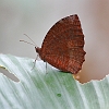 J01_1265 Common Palmfly